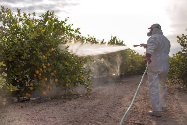Best Wasp Removal Services  in Wlow Springs, IL