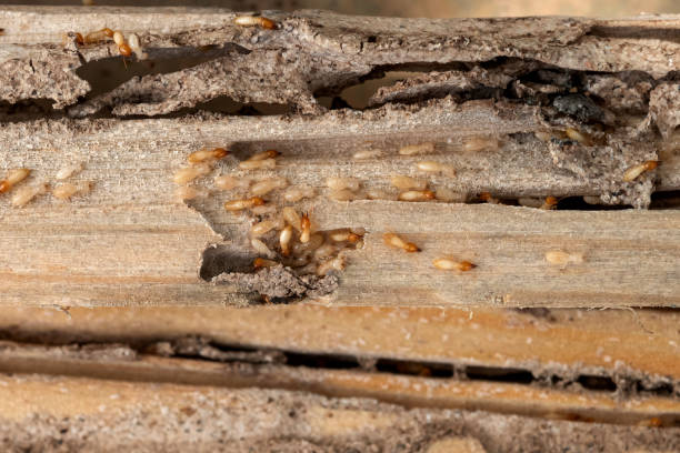 Best Termite Control Services  in Wlow Springs, IL