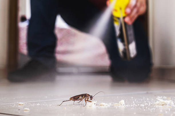 Wasp Removal Services in Willow Springs, IL